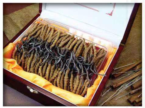 大安冬虫夏草回收